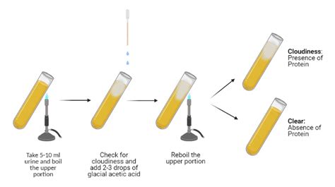 heat and acetic acid test|Heat And Acetic Acid Test For Proteinuria .
